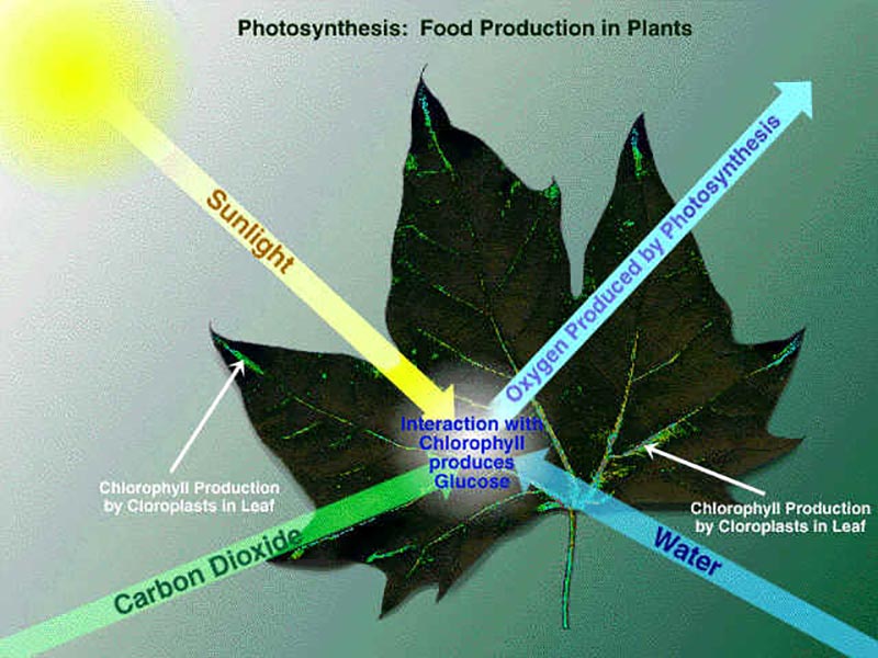Plants-rules-in-air-pollution-1.jpg (82 KB)