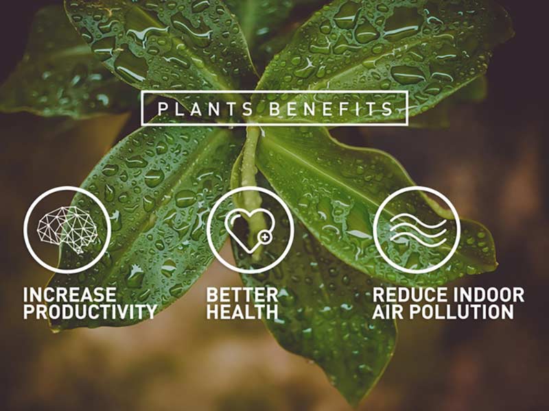 Plants-rules-in-air-pollution-3.jpg (62 KB)
