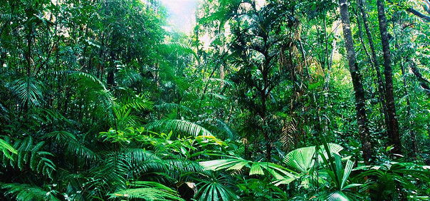 Tropical-forests.jpg (92 KB)