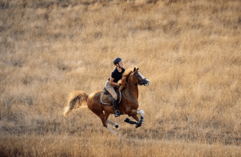 9- تاختن با اسب و سرعت بیشتر در اسب سواری
